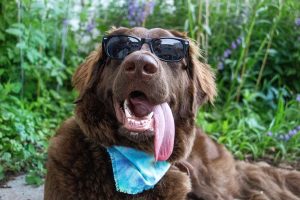 Benni shades tongue SM - Dog Days Dog Daycare & Boarding St Paul