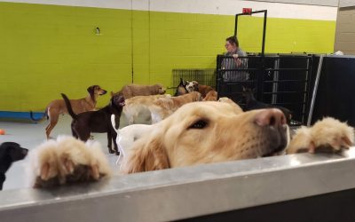 Dog Days Daycare & Boarding & COVID-19