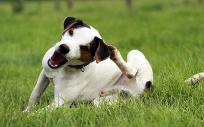 St. Paul Dogs & Ear Infections