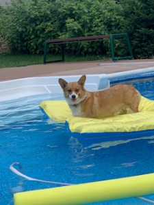 dog-Pippa the Corgi-Dog Days St Paul