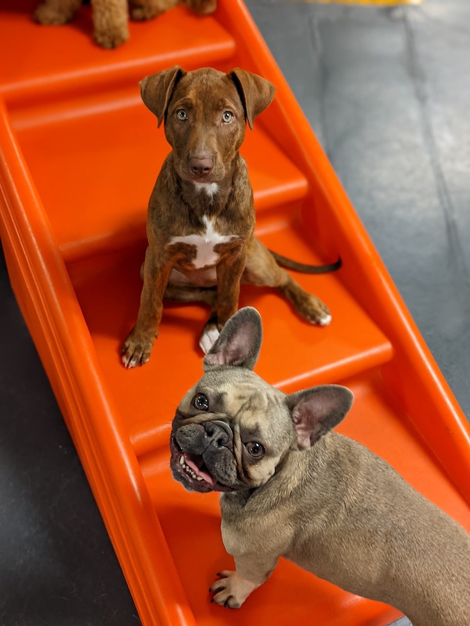 St. Paul dog Daycare Metro Dogs Daycare Grand Ave 55114 (651) 642-9663