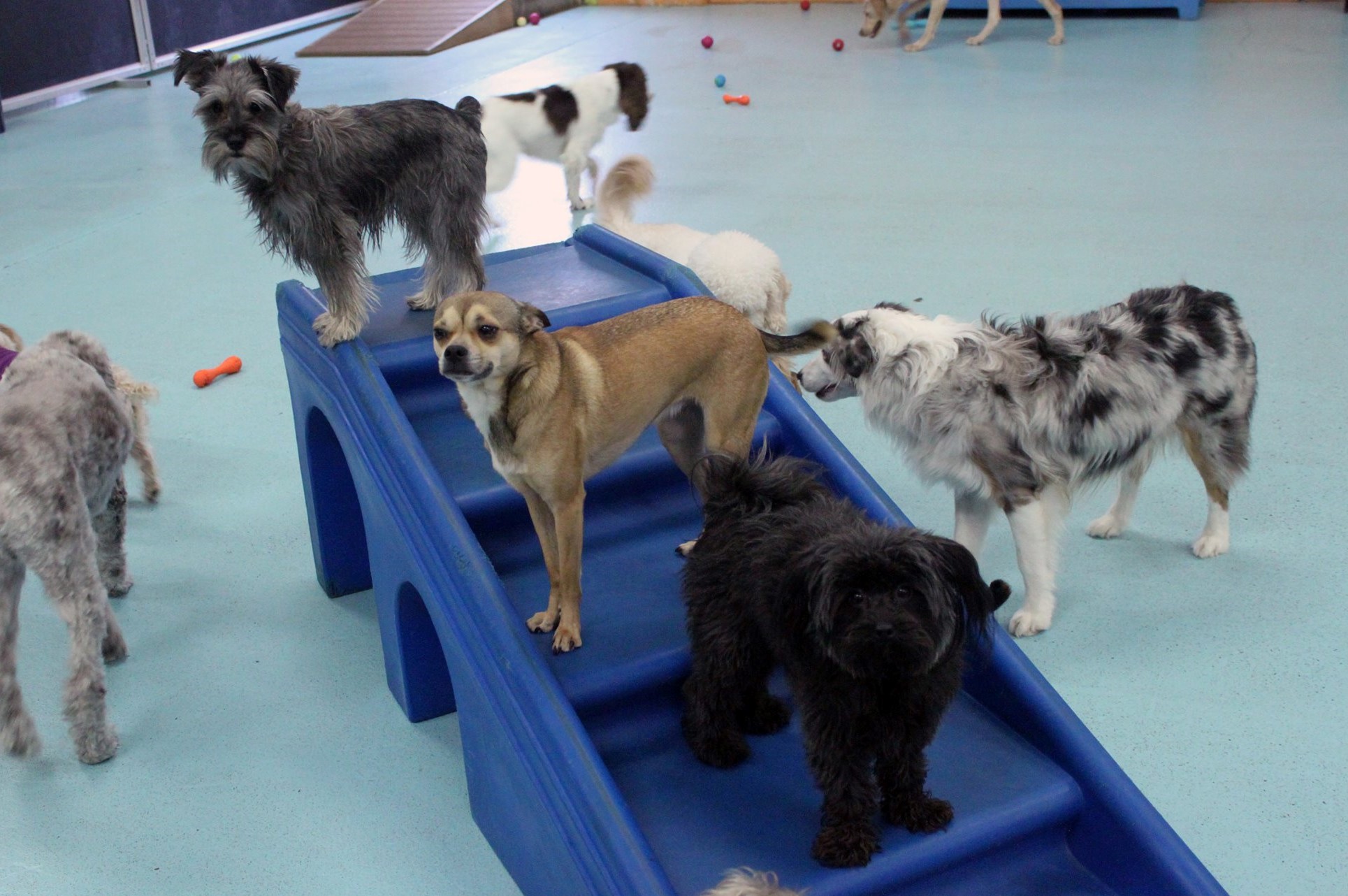 play Dog Daycare & Boarding Dog Days Vandalia St, St Pau