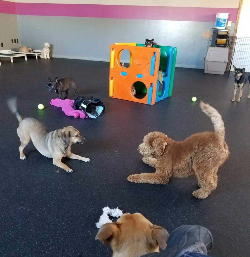 Looking for Trustworthy Dog Daycare in St. Paul? St Paul Dog Daycare & Boarding Dog Days