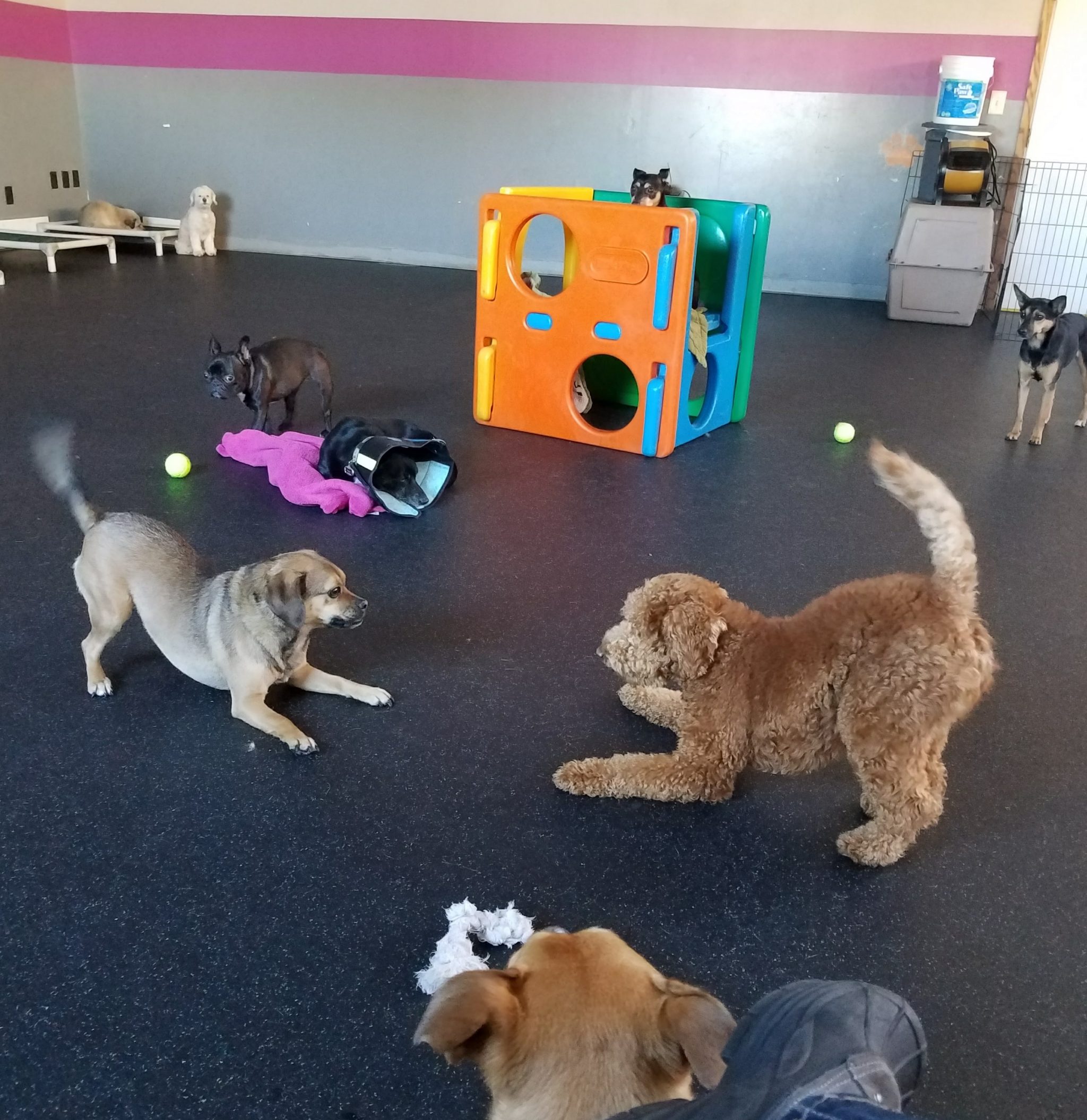 St. Paul dog daycare play Dog Days 350 University Ave (651) 341-6055