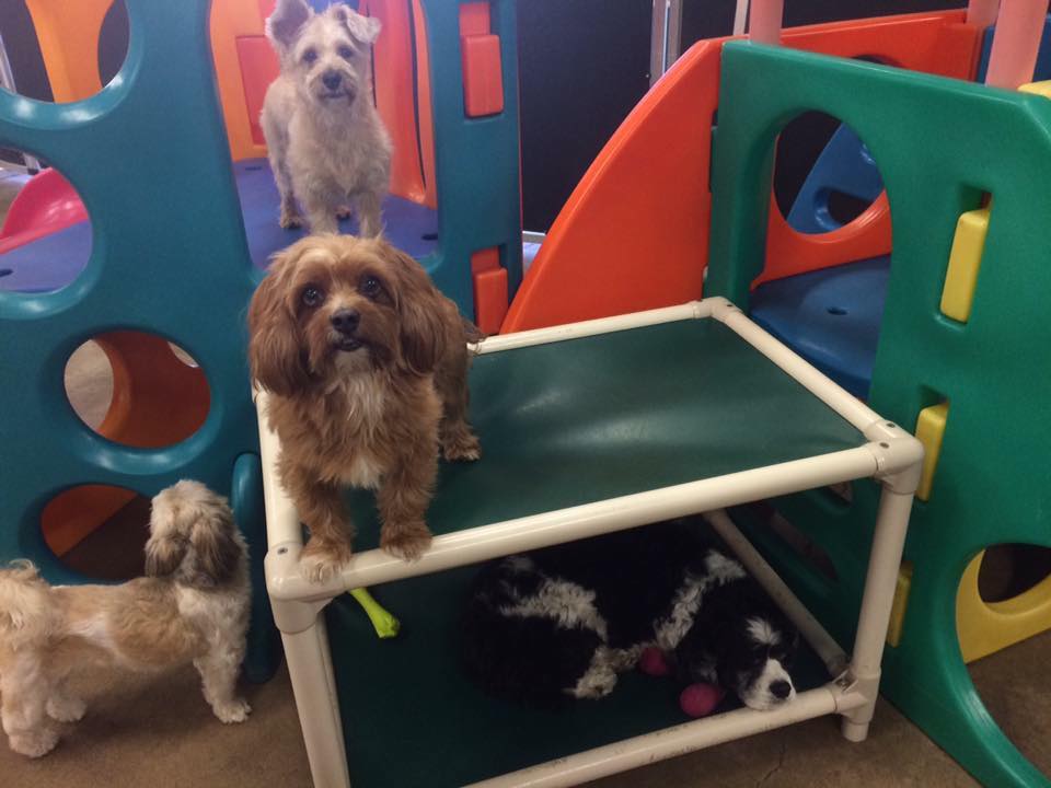 St. Paul dog daycare small dog play Dog Days University Ave (Capitol)