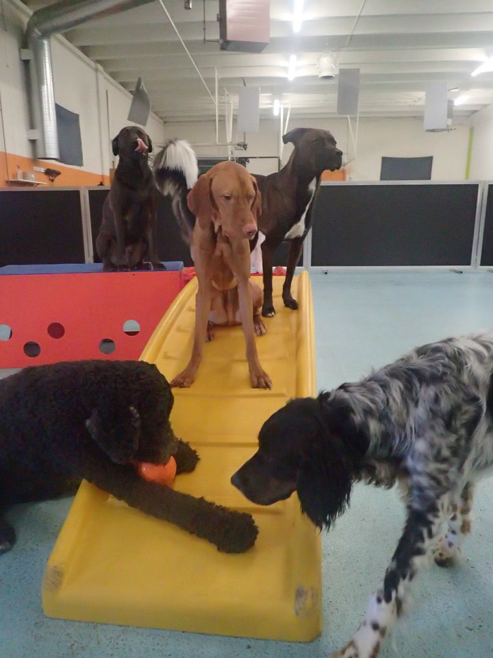 St. Paul dog daycare friends Dog Days Vandalia St 