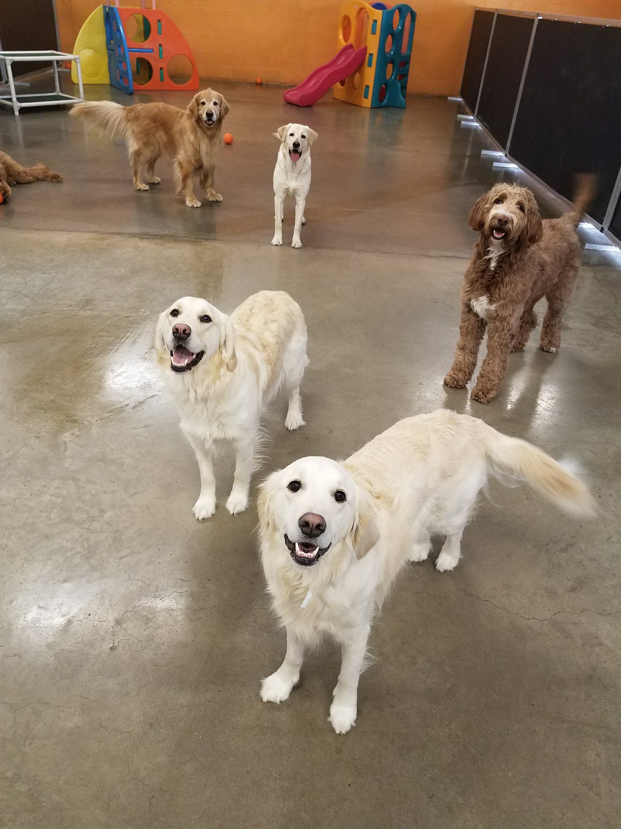 St. Paul dog daycare Dog Days University Ave (Capitol) (651) 341-6055