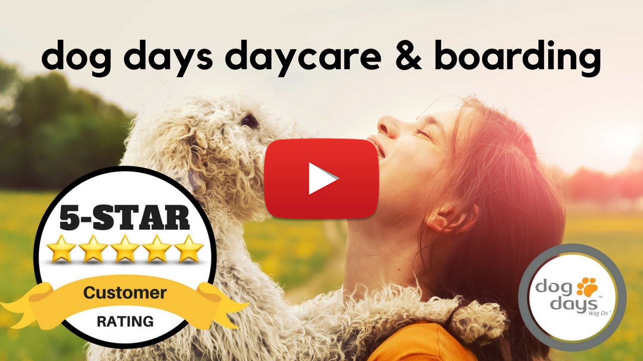 St Paul Dog Daycare & Boarding - 3 Locations | Dog Days 651-642-WOOF